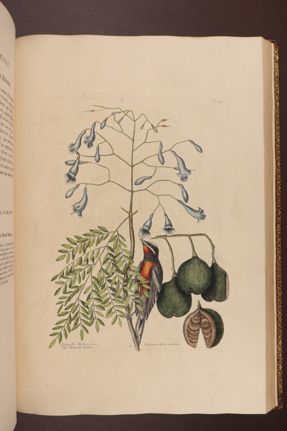 Plate 42